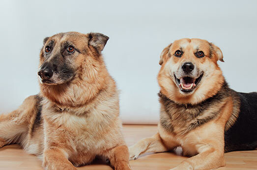 Los perros más sexys de Valencia